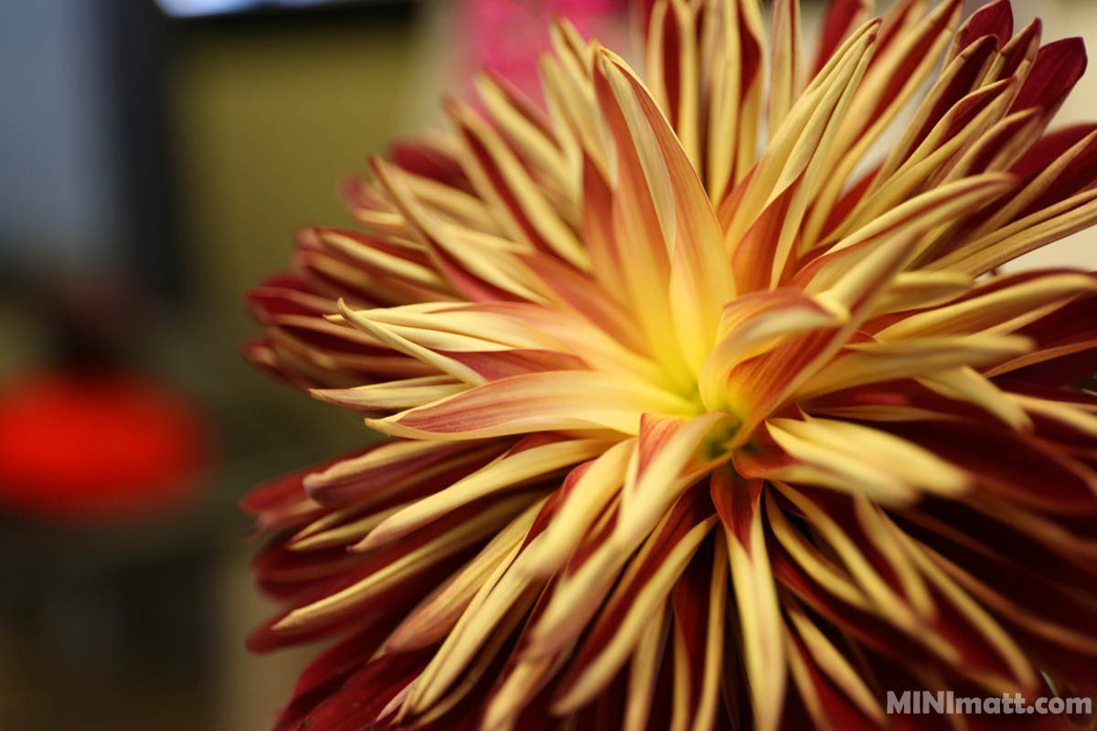 Boston Flower Macro Close-up Minimatt